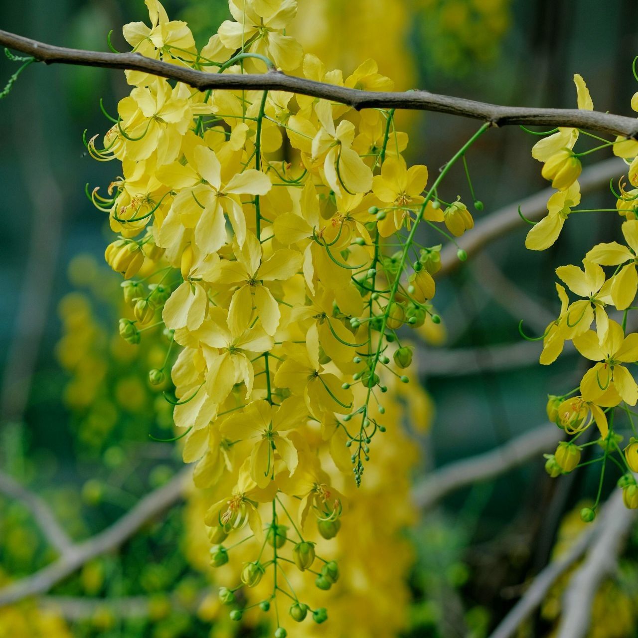 Cassia Fistula (Amaltas) The Golden Shower Tree - The Bloomsmith