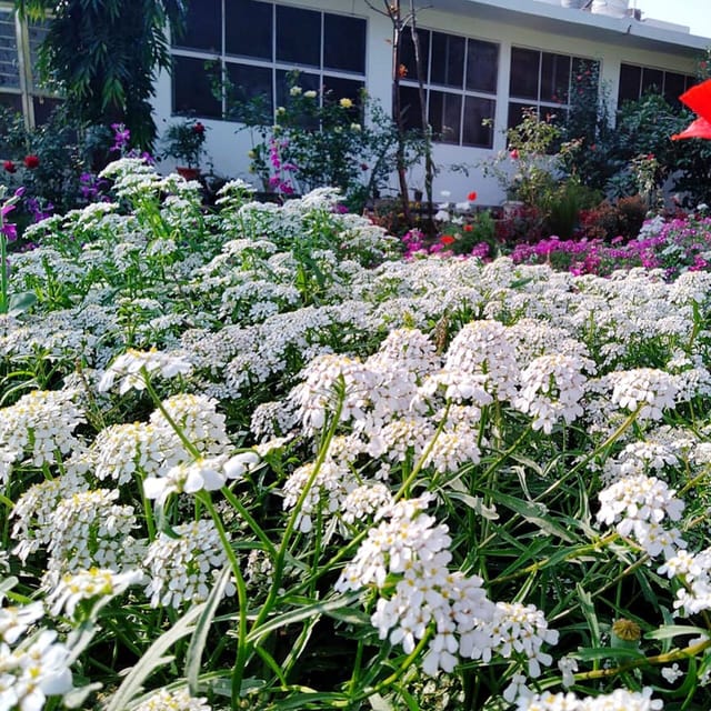 White Candytuft (Iberis) Flower Seeds  | Pack Size 50 seeds-The Bloomsmith