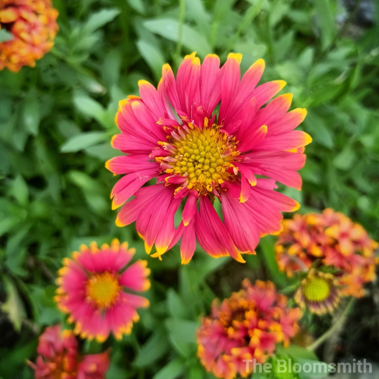Gaillardia Pulchella (Indian Blanket) | Pack Size 50 seeds -The Bloomsmith