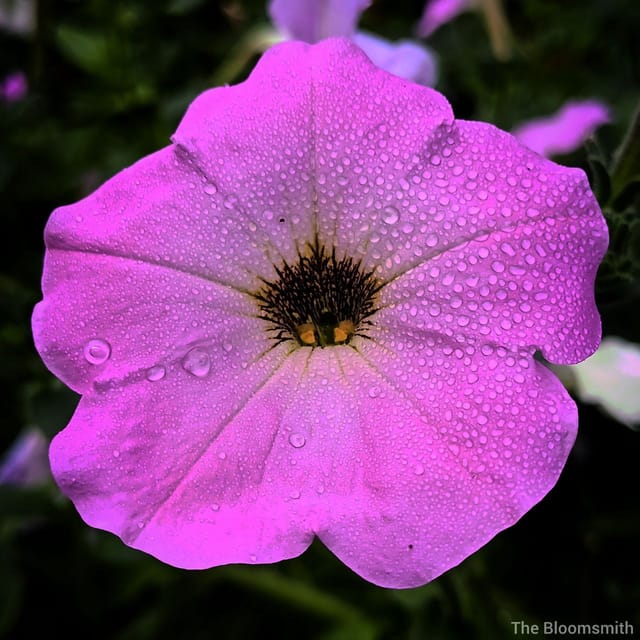 Petunia (White & Light Pink Mix) | Pack of 100 seeds -The Bloomsmith