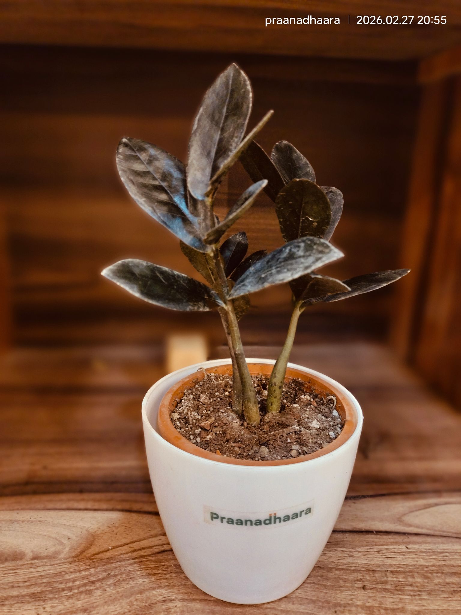 Black Rubber Plant / Black Prince - Praanadhaara