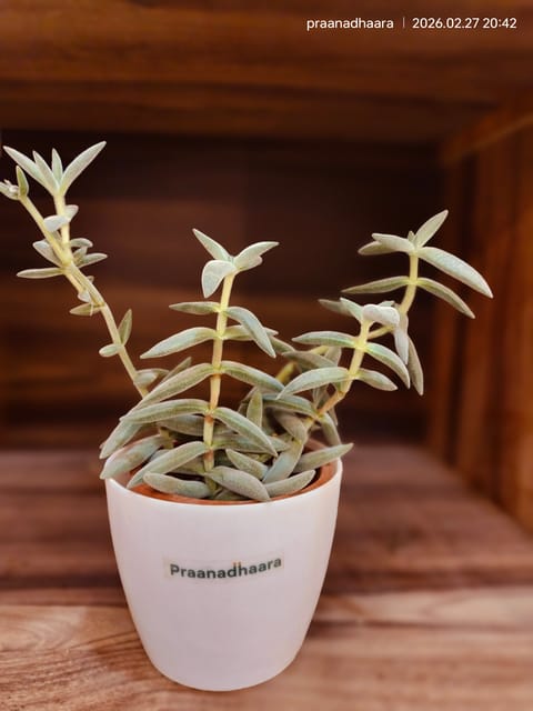 Fuzzy Foliage Succulent - Praanadhaara