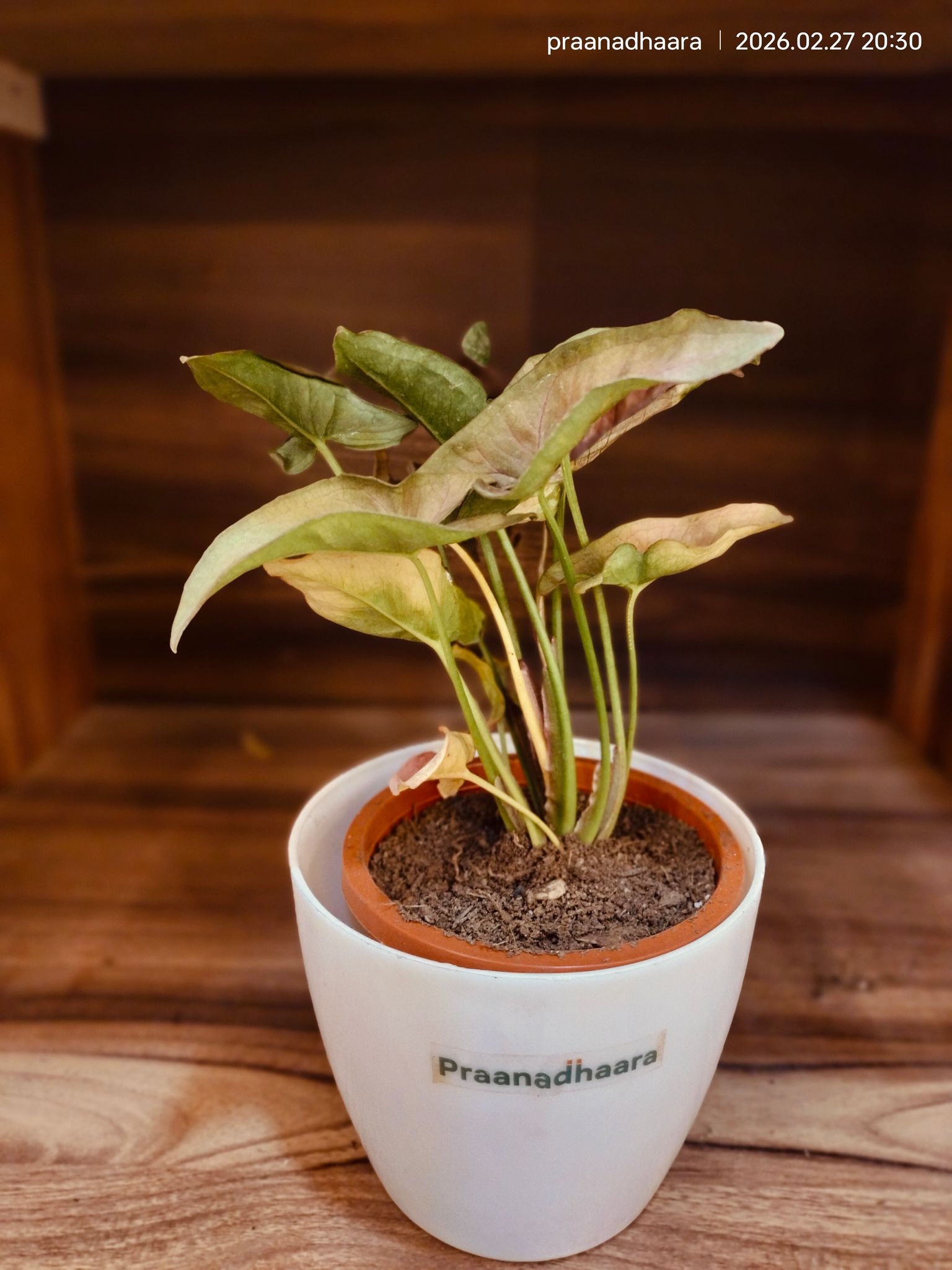 Syngonium Pink / Arrowhead Plant  - Praanadhaara