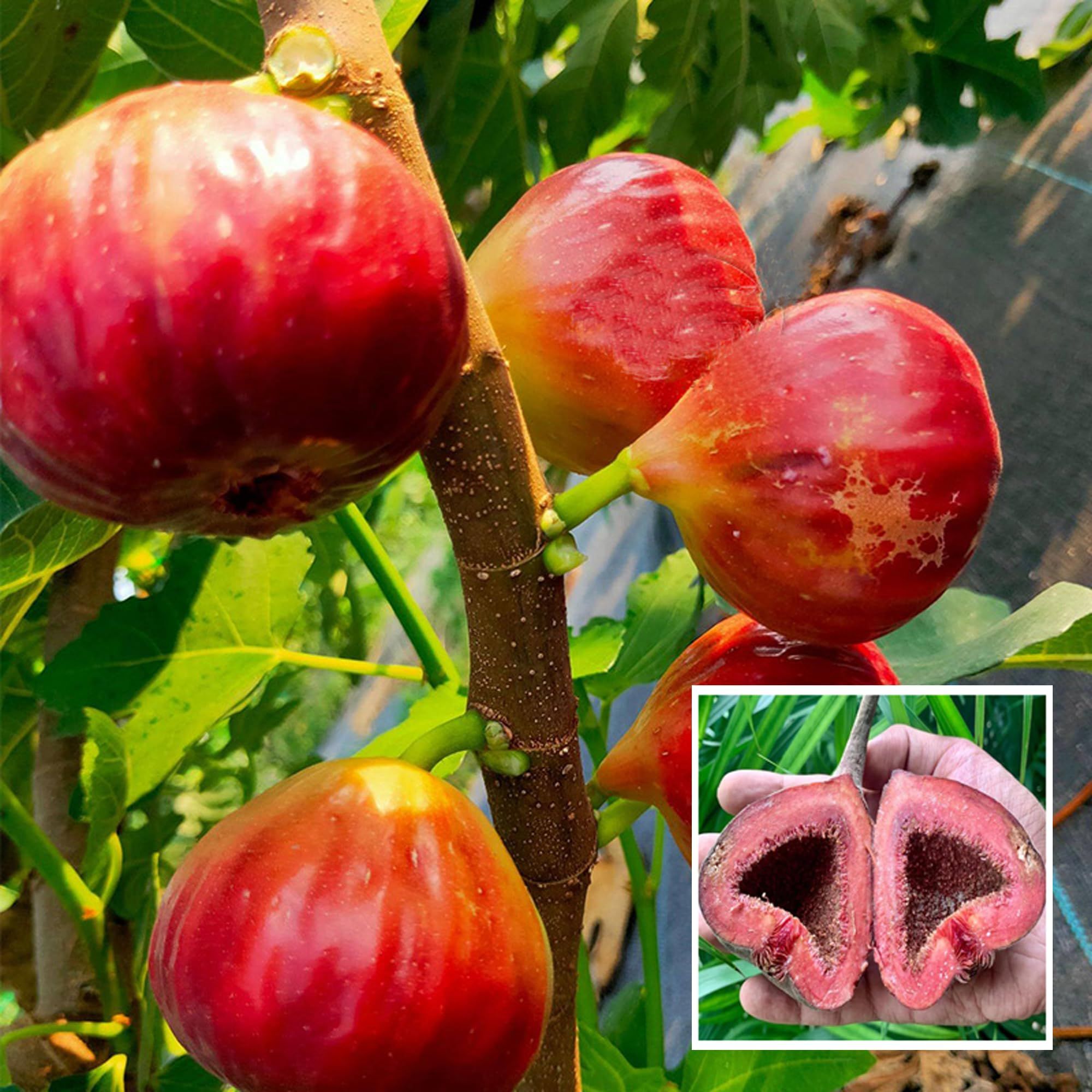 Red Israel Khurtmani Fig Anjeer Layering/Grafted Fruit Plant (1-2 Feet Height)