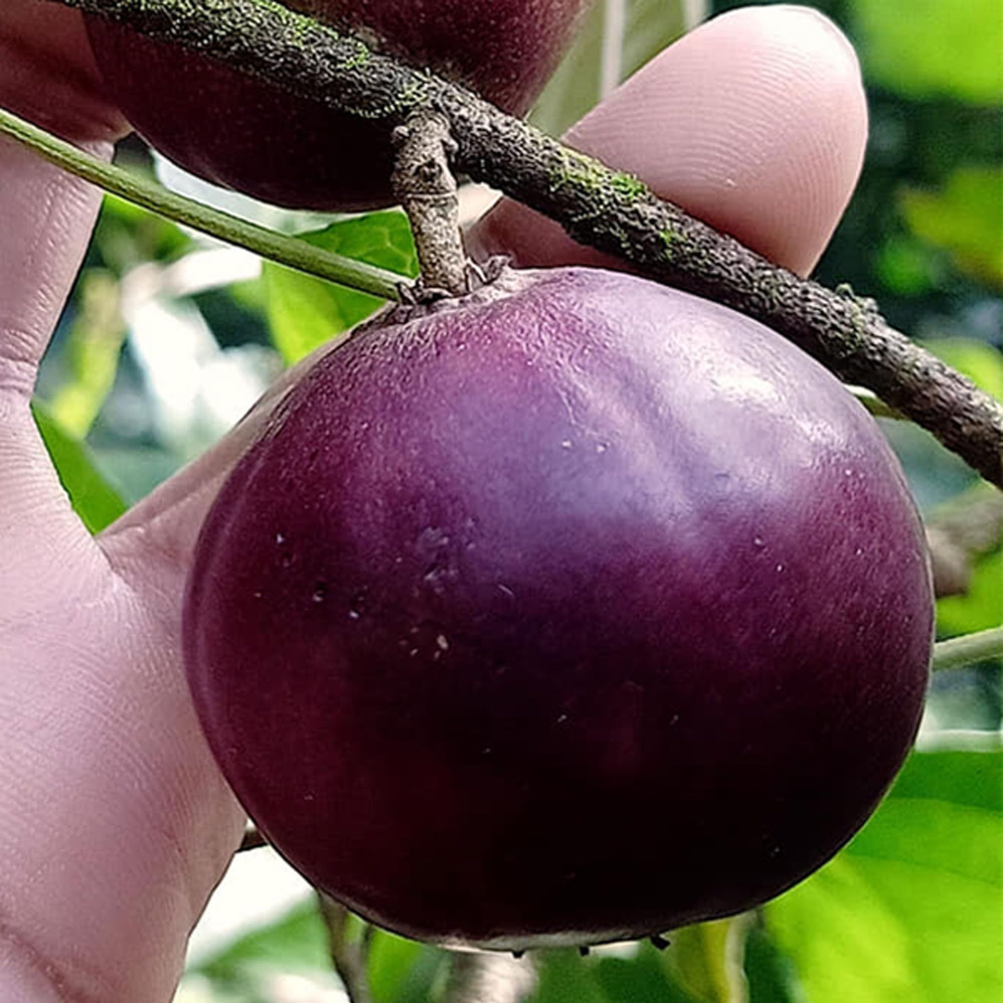 Manila Tennis Ball Cherry Cherries Grafted Plant (1-2 Feet Height)