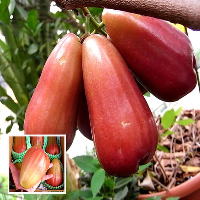 Jambu King Kong Wax Apple Water Apple Java Apple Jamrul Chamba Layering/Grafted Fruit Plant (1.5-3 Feet Height)