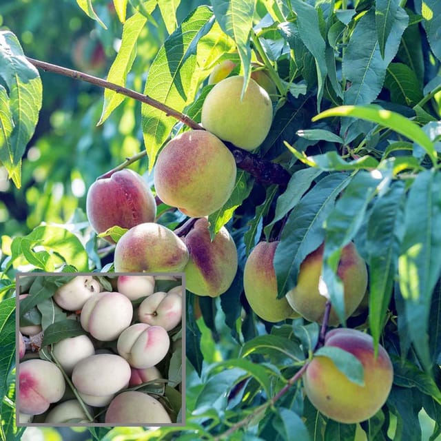 Prabhat Peach Grafted Fruit Plant (2-3 Feet Height) Prabhat Peach Grafted Fruit Plant (2-3 Feet Height)