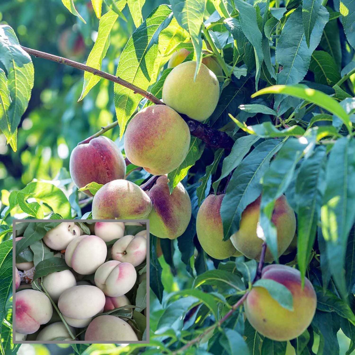 Prabhat Peach Grafted Fruit Plant (2-3 Feet Height)