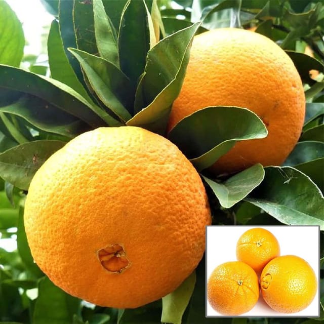 Washington Navel Orange Santra Grafted Fruit Plant (1.5-2 Feet Height) Washington Navel Orange Santra Grafted Fruit Plant (1.5-2 Feet Height)