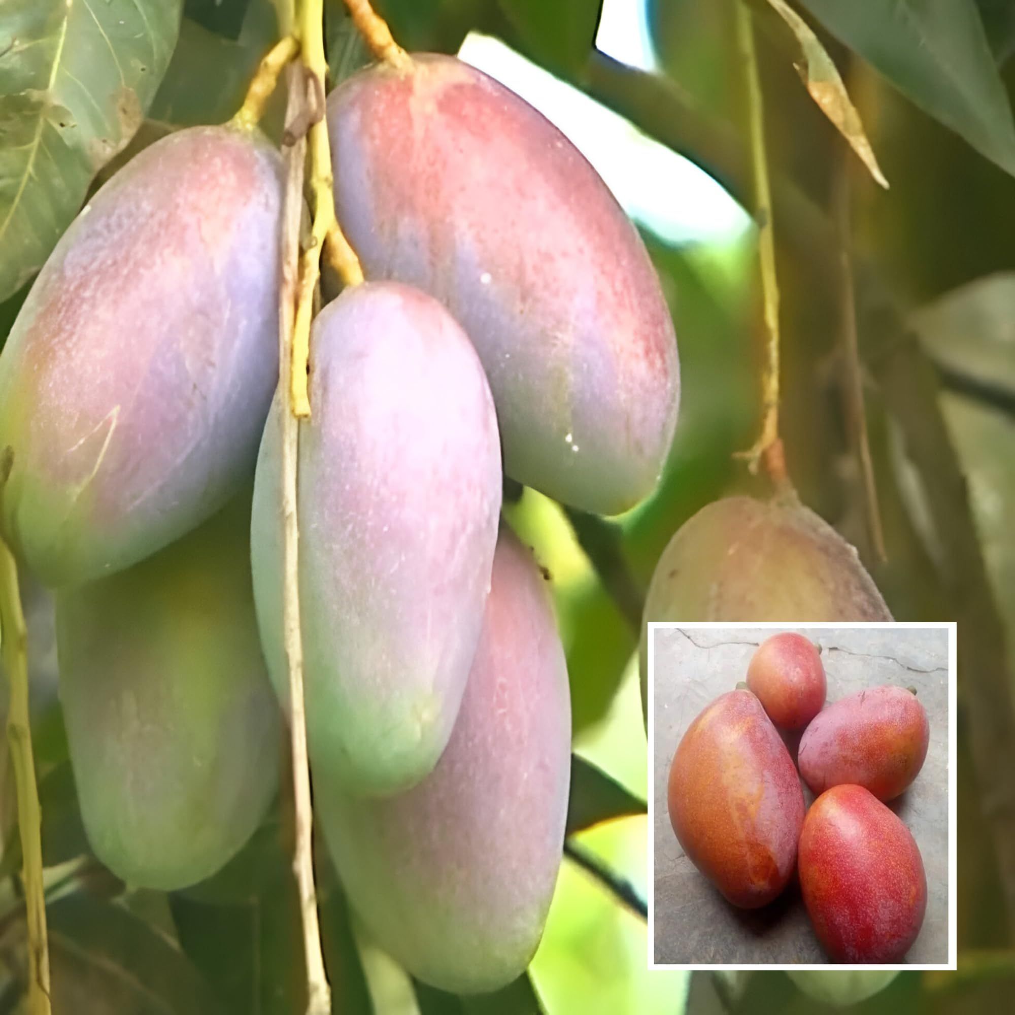 Bari 13 Mango Aam Grafted Fruit Plant (1.5-3 Feet Height)
