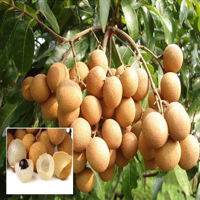Kohala Hawaii Dragon Eye Longan Grafted Fruit Plant (1-2 Feet Height) Kohala Hawaii Dragon Eye Longan Grafted Fruit Plant (1-2 Feet Height)