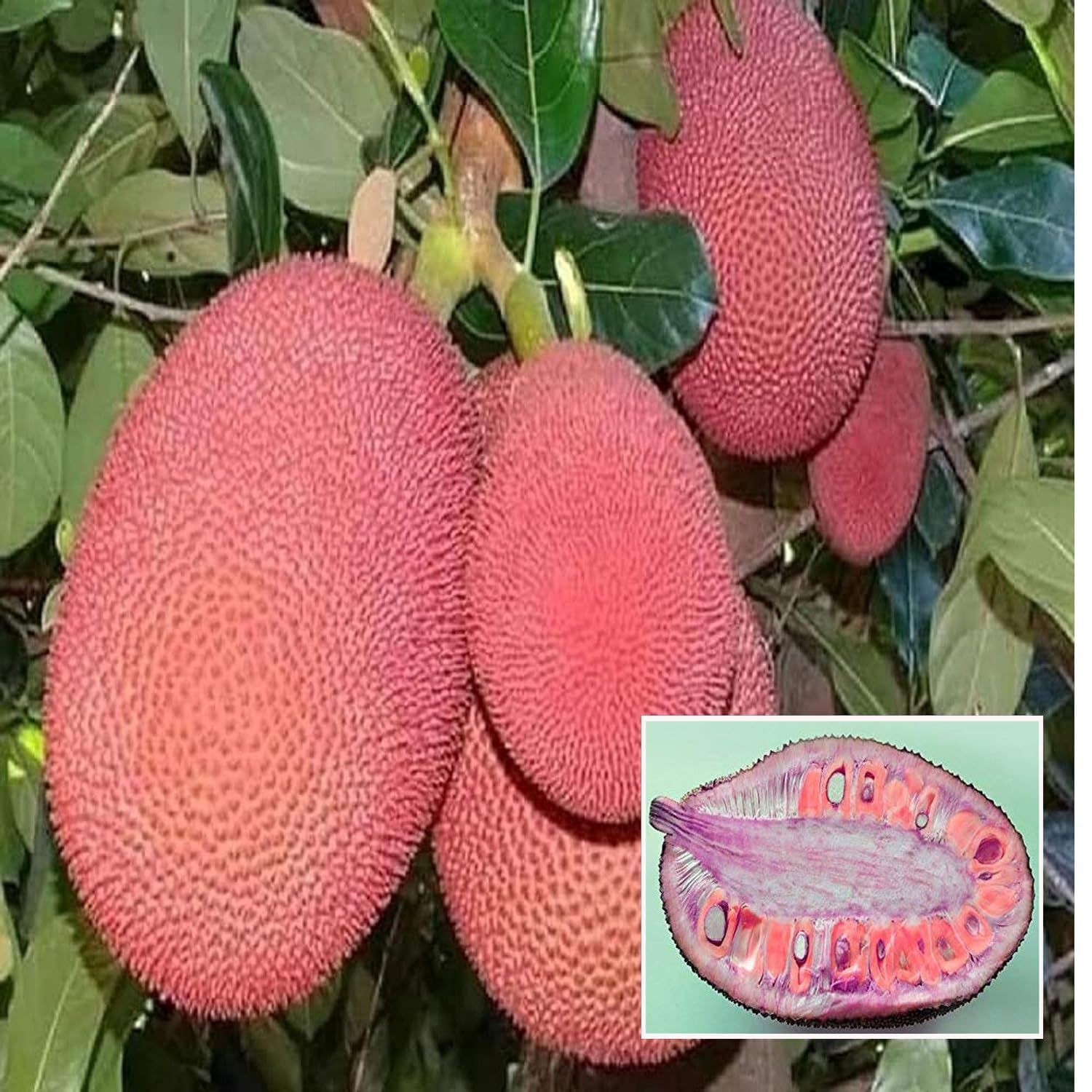 Thai Pink All Season Jackfruit Panasa Varikka Katahal Chakka Grafted Fruit Plant (1.5-3 Feet Height)