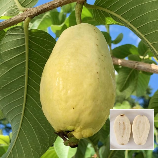 Mexican Cream Guava Amrood Layering/Grafted Fruit Plant (1.5-3 Feet Height)