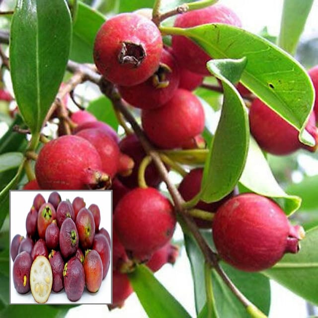 Red Strawberry Guava Amrood Layering/Grafted Fruit Plant (1.5-3 Feet Height)