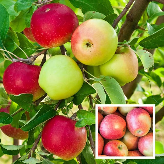 Tropic Sweet Low Chill Tropical Apple Seb Grafted Fruit Plant (1.5-3 Feet Height)