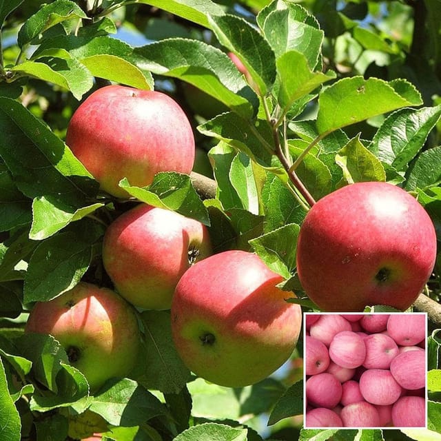 Early Fuji Low Chill Tropical Apple Seb Grafted Fruit Plant (1.5-3 Feet Height)