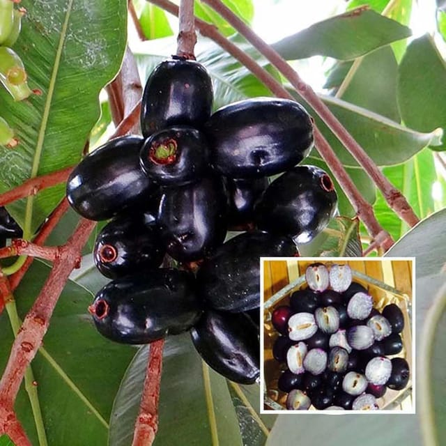 Seedless Black Jamun Jambolan Jam Grafted Fruit Plant (1.5-3 Feet Height) Seedless Black Jamun Jambolan Jam Grafted Fruit Plant (1.5-3 Feet Height)