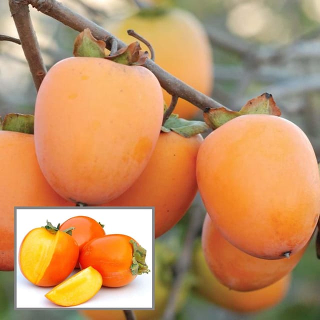 Hachiya Persimmon Grafted Fruit Plant (2-3 Feet Height)
