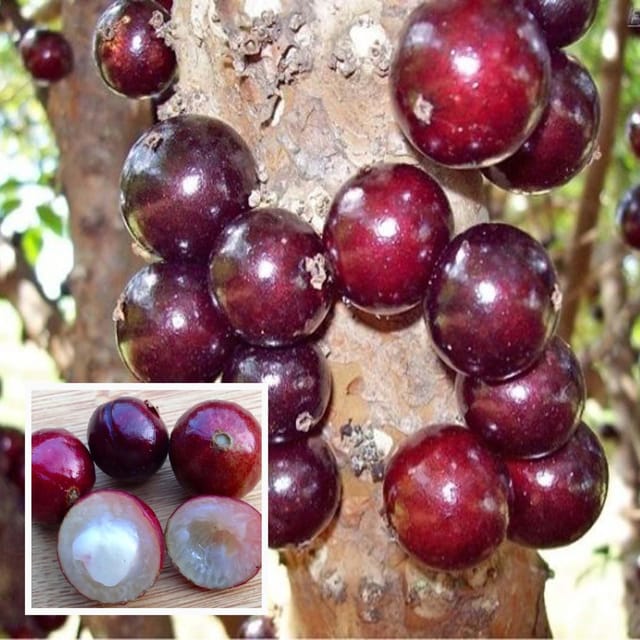 Escarlate Jabuticaba Fruit Plant (1.5-3 Feet Height)