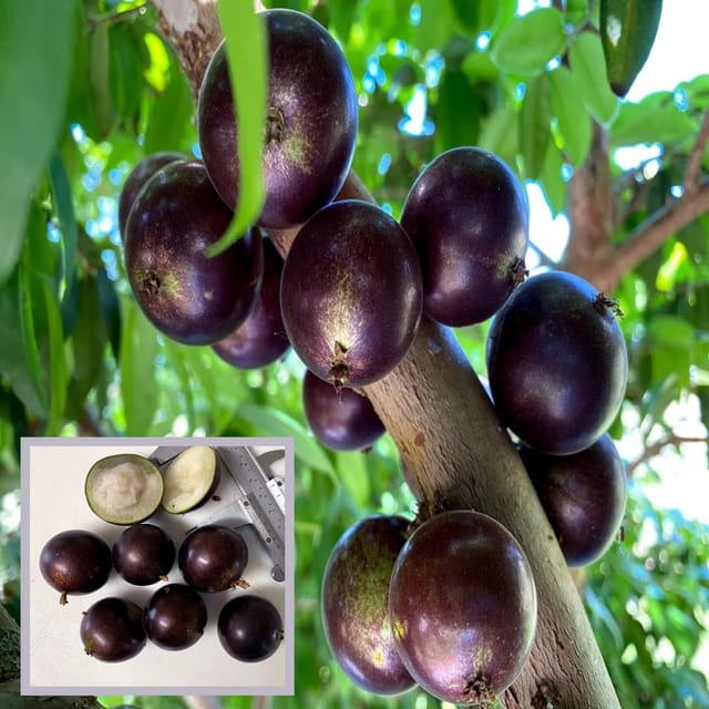 Grimal Jabuticaba Fruit Plant (1.5-3 Feet Height) Grimal Jabuticaba Fruit Plant (1.5-3 Feet Height)
