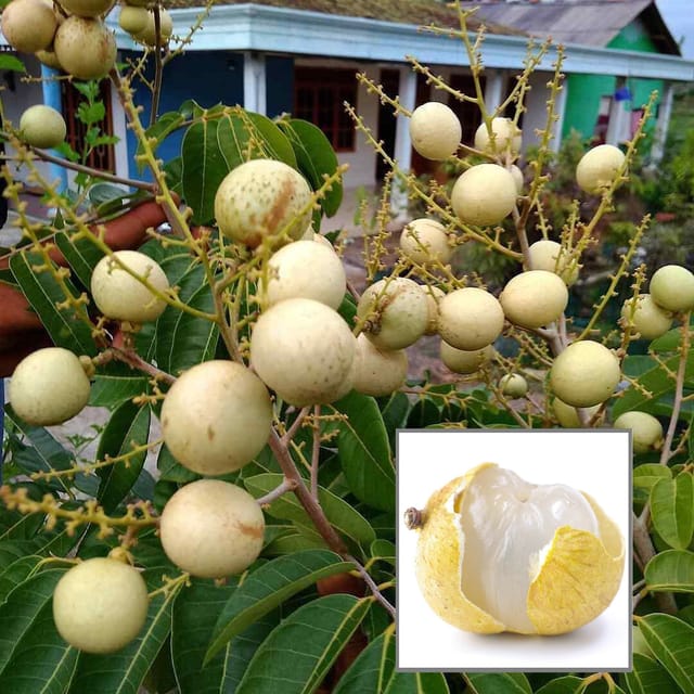 Snow White Dragon Eye Longan Grafted Fruit Plant (1-2 Feet Height)