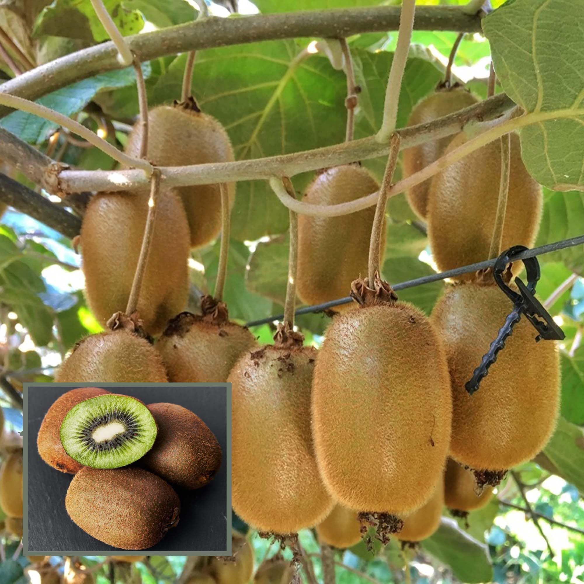 Hayward Kiwi Grafted Fruit Plant (2-3 Feet Height)