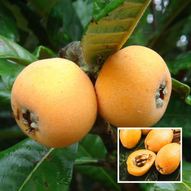 Loquat Fruit Plant (1.5-3 Feet Height)