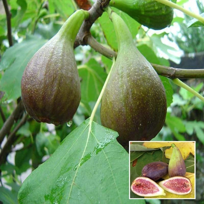 Big Leaf Fig Anjeer Layering/Grafted Fruit Plant (1-2 Feet Height)