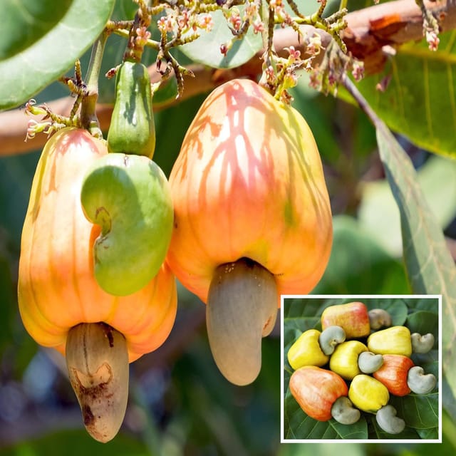 Jhargram 1 Kaju Cashew Nut Anacardium Fruit Plant (1.5-3 Feet Height)