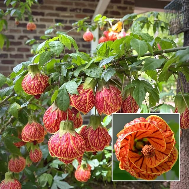 Lantern Lanthana Hibiscus Joba Gudhal Flower Plant (1-2 Feet Height) Lantern Lanthana Hibiscus Joba Gudhal Flower Plant (1-2 Feet Height)