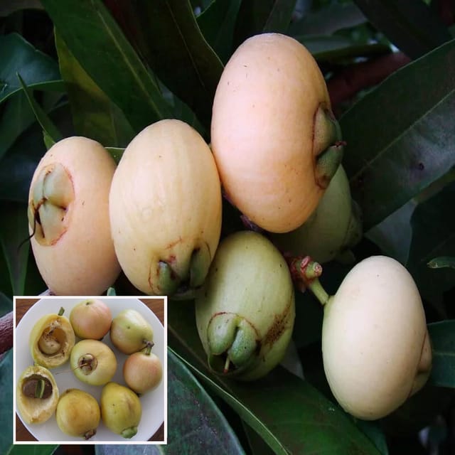 Rose Apple Gulab Jamun Layering/Grafted Fruit Plant (1.5-3 Feet Height)