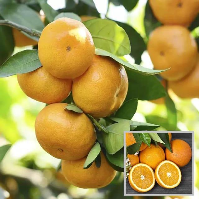 Bhutani Chataki Orange Santra Grafted Fruit Plant (1.5-2 Feet Height)