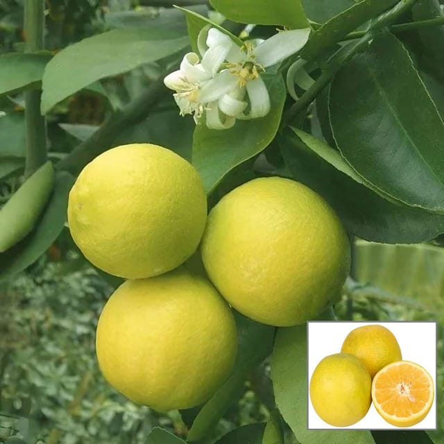 Misoriyo All Time Malta Mosambi Grafted Fruit Plant (1.5-2 Feet Height)