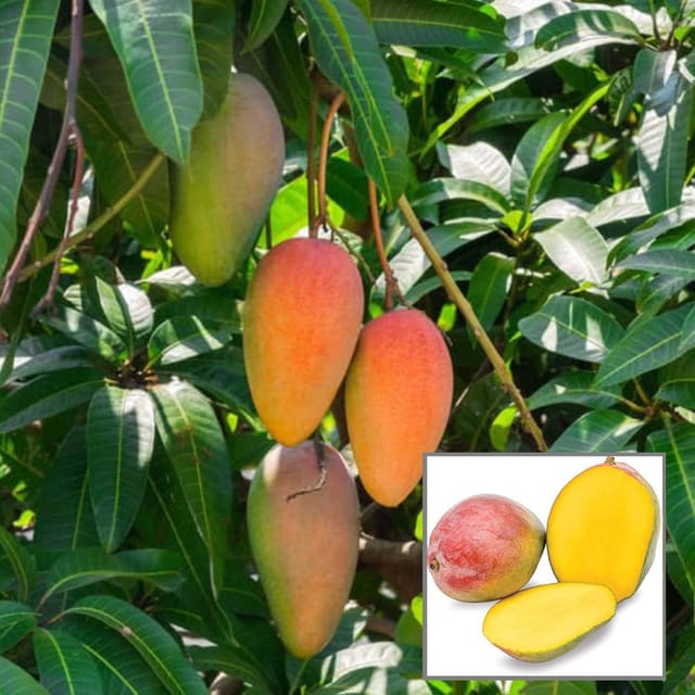 Red Rose Gulab Khas Madrazi Golapkhas Mango Aam Grafted Fruit Plant (1.5-3 Feet Height)
