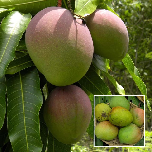 Bombay Green Shehroli Mango Aam Grafted Fruit Plant (1.5-3 Feet Height)