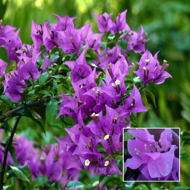 Purple Colour Bougainvillea Kagoj Ful Shrubs Flower Plant (1-2 Feet Height)
