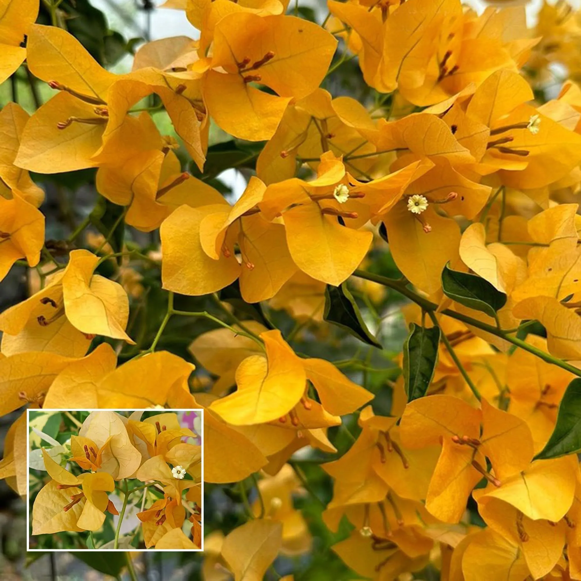 Yellow Colour Bougainvillea Kagoj Ful Shrubs Flower Plant (1-2 Feet Height)
