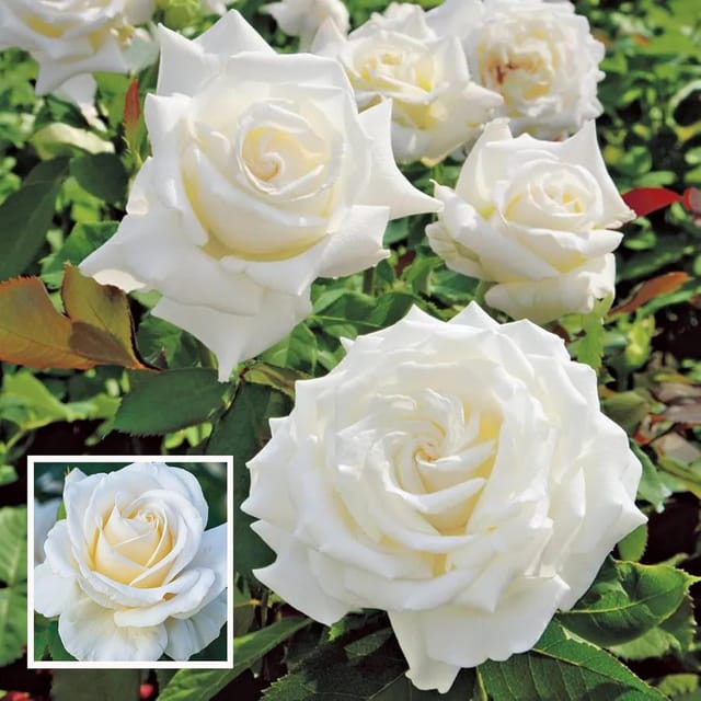 White Rose Fragrant Flower Plant (1-2 Feet Height) White Rose Fragrant Flower Plant (1-2 Feet Height)