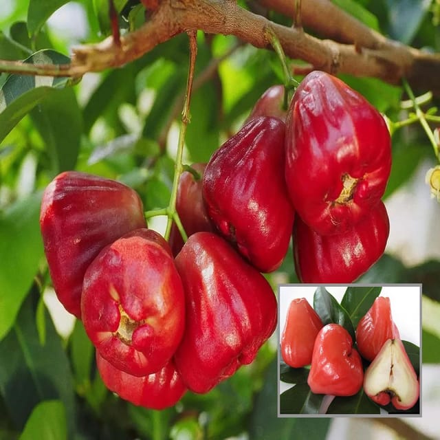 Red Wax Apple Water Apple Java Apple Jamrul Chamba Layering/Grafted Fruit Plant (1.5-3 Feet Height) Red Wax Apple Water Apple Java Apple Jamrul Chamba Layering/Grafted Fruit Plant (1.5-3 Feet Height)