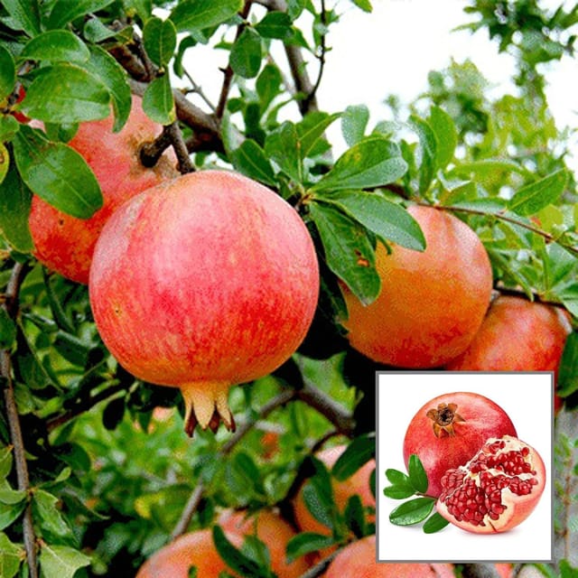 Anar Ganesh Pomegranate Layering/Grafted Fruit Plant (1.5-3 Feet Height) Anar Ganesh Pomegranate Layering/Grafted Fruit Plant (1.5-3 Feet Height)