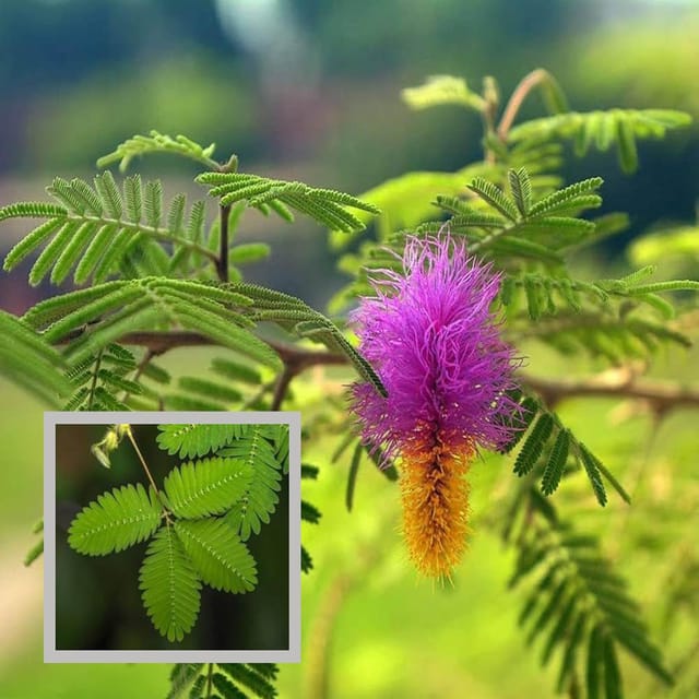 Shami Plant (1.5-3 Feet Height)