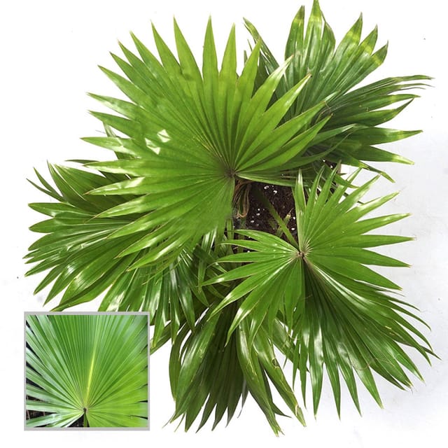 Chinese Fan Palm Ornamental Plant (1.5-3 Feet Height) Chinese Fan Palm Ornamental Plant (1.5-3 Feet Height)