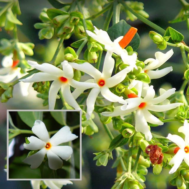 Seuli Parijat Flower Plant (1-2 Feet Height) Seuli Parijat Flower Plant (1-2 Feet Height)