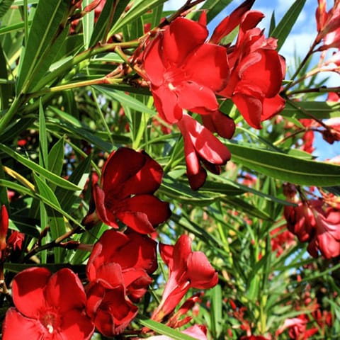 Buy Red Colour Oleander Kaner Korobi Flower Plant – Up to 50% OFF