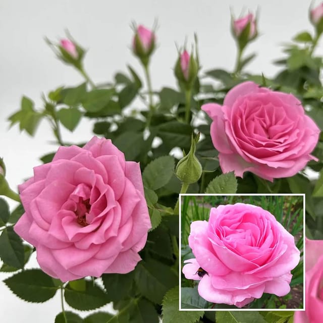 Pink Colour Rose Fragrant Flower Plant (1-2 Feet Height)