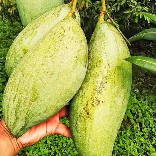 Brunei King Mango Aam Grafted Fruit Plant (1.5-3 Feet Height)