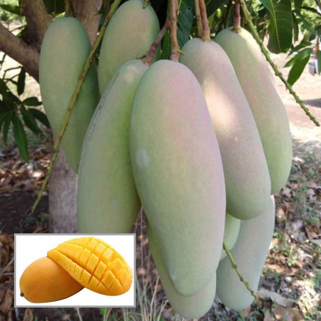 3 Taste Three Taste Mango Aam Grafted Fruit Plant (1.5-3 Feet Height)