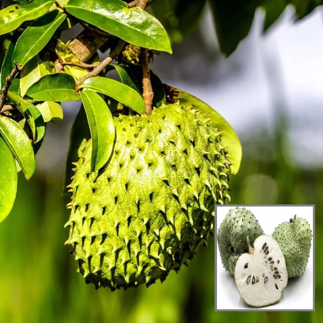 Corossol Sour Soup Lakshman Phal Fruit Plant (1.5-3 Feet Height) Corossol Sour Soup Lakshman Phal Fruit Plant (1.5-3 Feet Height)