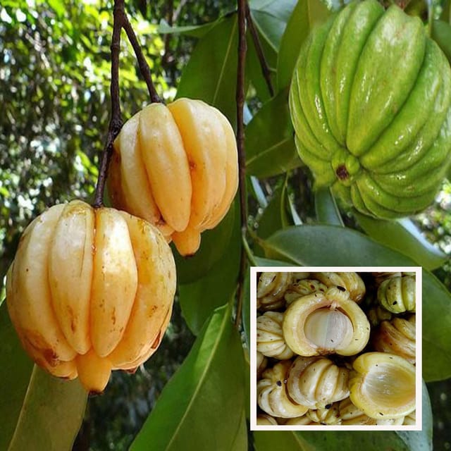 Malabar Tamarind Kudam Puli Garcinia Cambogia Grafted Fruit Plant (1.5-3 Feet Height)