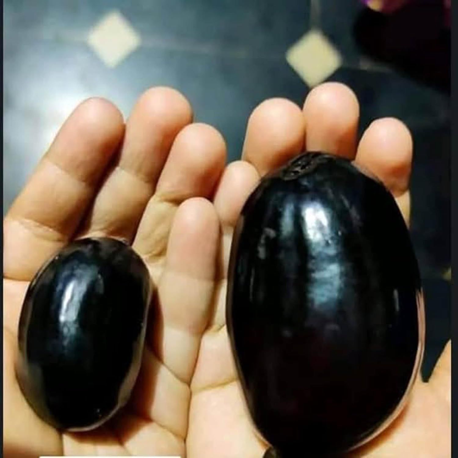 Thai KG 10 Black Jamun Jambolan Jam Grafted Fruit Plant (1.5-3 Feet Height)